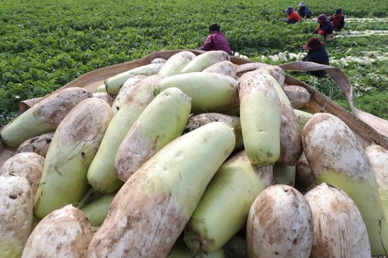 제주도 드론 투입해 월동작물 재배면적 조사