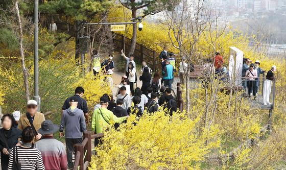 응봉산 개나리 축제 즐기는 시민들