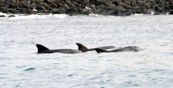 "남방큰돌고래에 법적 권리를" 제주공항서 서명 운동