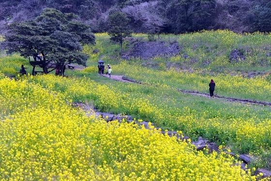 서귀포 유채꽃 국제걷기대회 3월 28~29일 개최…참가비 무료
