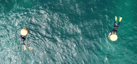 제주 바다에 전복·홍해삼·오분자기 206만 마리 푼다