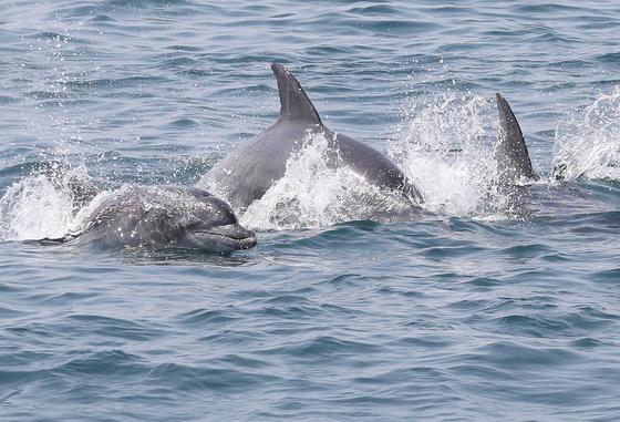 남방큰돌고래 보호 국민 마음 모은다…제주, 고향사랑 지정기부 추진