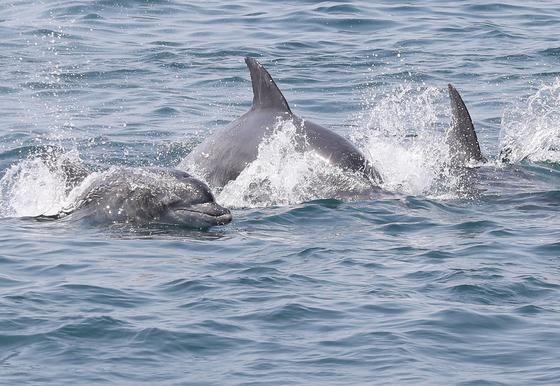 남방큰돌고래 보호 국민 마음 모은다…제주, 고향사랑 지정기부 추진