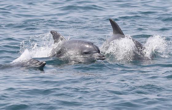 "남방큰돌고래 보호구역 낚시·선박관광 금지"…환경단체 서명운동