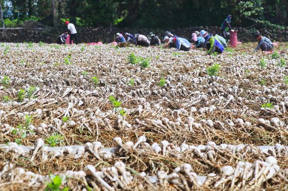 제주 서부권 잦은 비·일조량 부족…마늘·브로콜리 병해충 비상