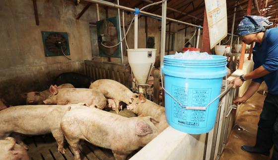 제주 돼지고기 싱가포르 수출작업장 2곳 추가 승인