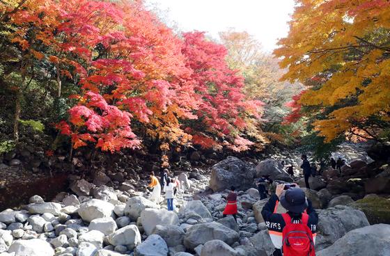 한라산 천아계곡 단풍 '절정'…교통혼잡 우려에 임시 주차장 조성