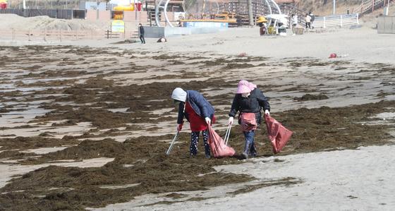 제주도, 골칫덩이 괭생이모자반으로 화장품 개발 추진