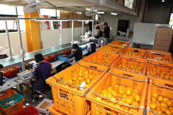 제주도, 서울·광주 도매시장서 상품외감귤 3건 235㎏ 적발