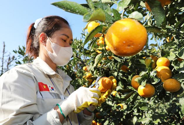 제주 18개 농협, 내년 농촌 인력 지원 나선다