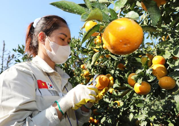 제주 18개 농협, 내년 농촌 인력 지원 나선다