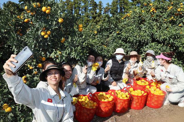 "이젠 감귤 수확철 딱 맞게"…제주 공공형 계절근로 활성화 기대