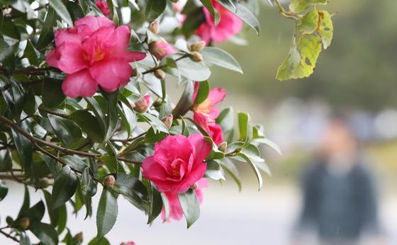 설경만 있는 줄 알았나요?…겨울 제주는 꽃의 계절