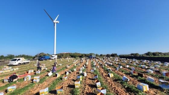 제주시, 청년농업인에 3년간 최대 월 110만원 지원