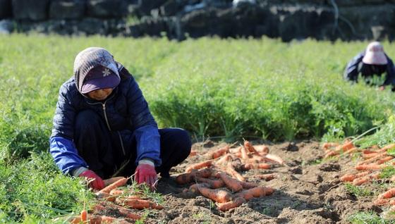 제주도, 기본형 공익직불금 522억4900만원 연내 지급