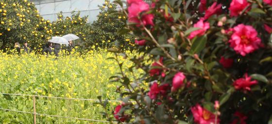 [오늘의 날씨]제주(6일, 토)…낮 최고 17도, 평년보다 높아