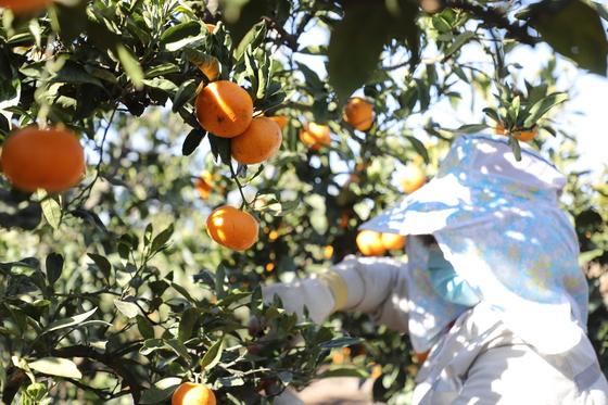 제주도, 노지감귤 간벌작업 지원…총 80㏊ 목표