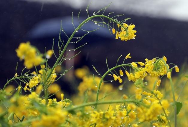 제주, 바다로 흘러간 빗물 52만톤 농업용수로 사용