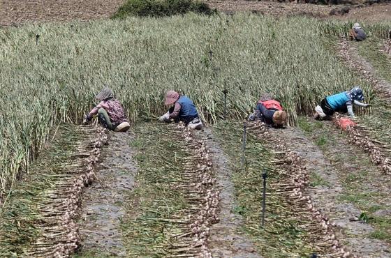 소농 130만원·면적 최대 150만원…서귀포시, 공익직불금 접수