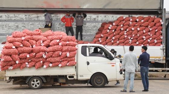 제주도, 월동채소 파종 앞두고 재배의향 조사…여름작물 면적조사도