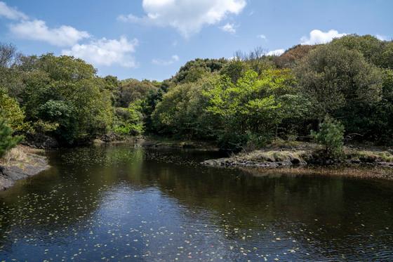 제주도, 16년간 축구장 770개 규모 '곶자왈' 매입