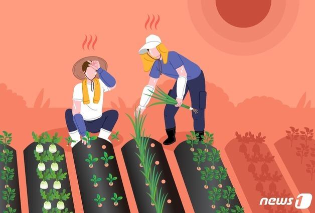 제주서 폭염 속 밭일 나간 80대 할머니 숨져