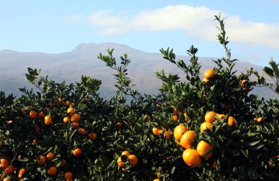 미국산 귤 '무관세 공습' 시작됐다…제주 농가들 비명