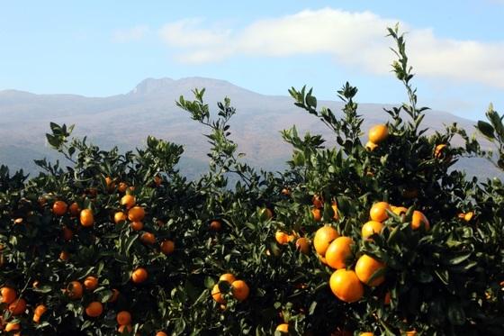 올해부터 美 감귤류 무관세…"제주 감귤산업 어쩌나" 잇단 우려
