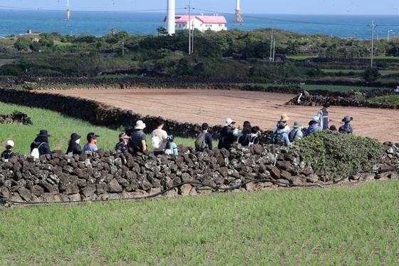 '화산섬 독특한 전통기술'…'돌담 쌓기' 제주 무형유산 지정