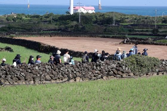 '화산섬 독특한 전통기술'…'돌담 쌓기' 제주 무형유산 지정