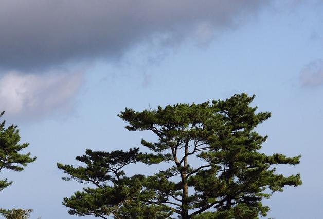 제주서 달려드는 말 피하려다 넘어진 관광객 경상
