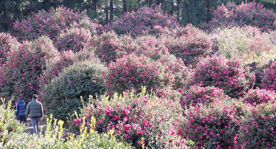 '벌써 봄?' 포근한 제주…구좌 20.4도·성산수산 19.6도