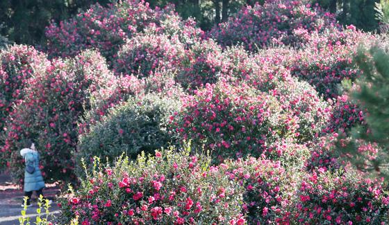 [오늘의 날씨]제주(7일, 일)…낮 최고 19도 '평년보다 따뜻'