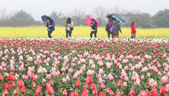 [오늘의 날씨] 제주(30일, 월)…봄비 최대 100㎜