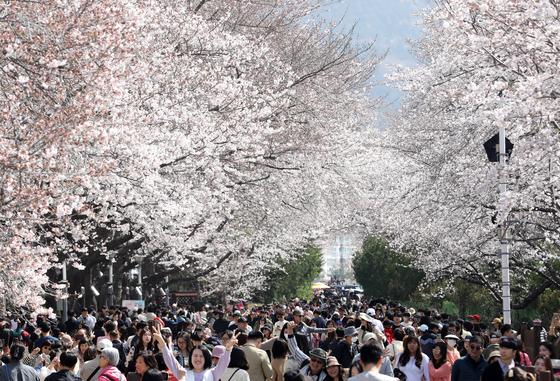 진해발 '벚꽃길' 제주 지나 강릉까지…전국 '분홍 물결' 시작(종합)