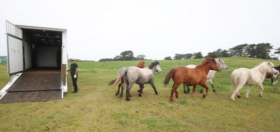 천고마비 계절…'馬의 고장' 제주 말 관련 축제 풍성