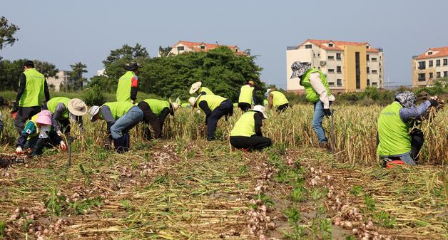 제주 마늘 재배면적 7년새 절반 '뚝'…고령화·낮은 기계화율 탓