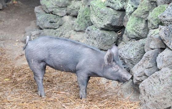 제주도, '제주 돼지고기 판매 인증점' 추가 신청