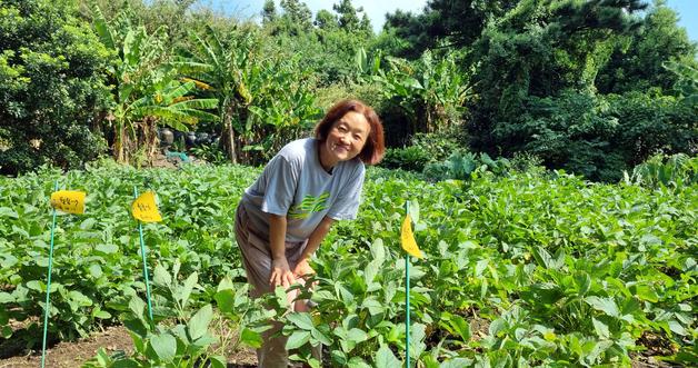 "태풍 와도 끄떡없죠"…전통 장 담그는 제주 토종 푸른콩 지킴이