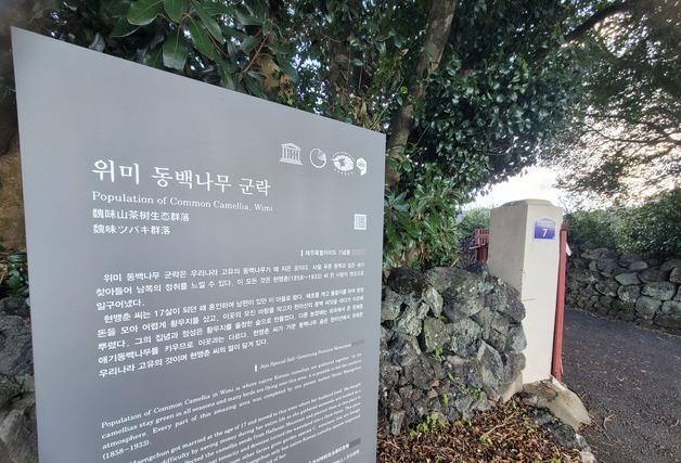 '한강이 손꼽은 의외의 롤모델' 현맹춘 할머니가 심은 제주 동백나무 