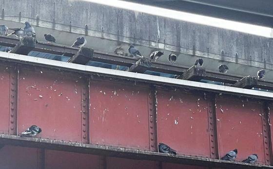 "먹이주기 탓에 배설물 테러"…제주도, 비둘기 먹이주기 금지 추진