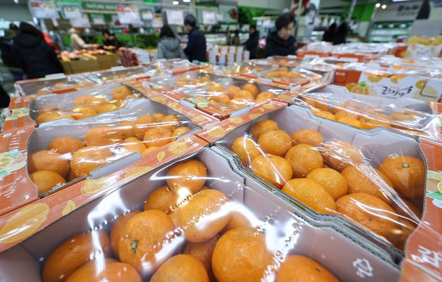 [제주시 소식] 만감류 출하 전 품질검사제 실시