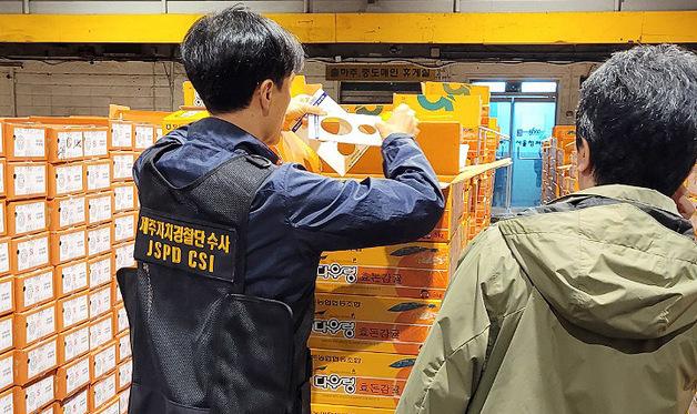 제주도, 서울·경기·대구 도매시장서 상품외감귤 2.1톤 적발