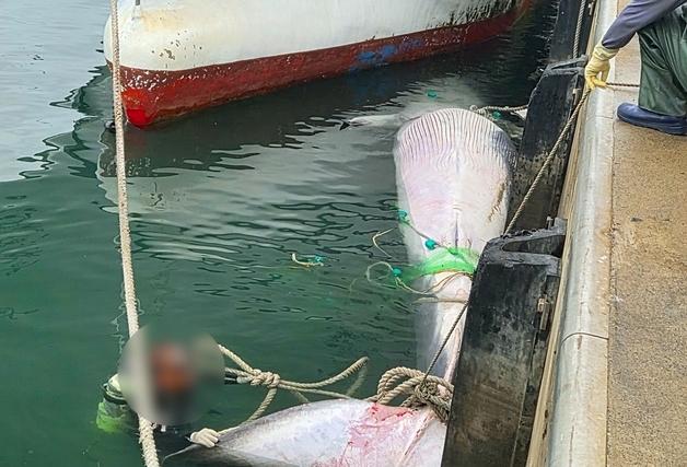 제주 해상서 어선 그물에 걸린 고래 사체…길이 10m 추정