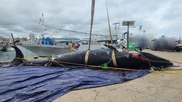 제주 해상서 그물에 걸린 새끼 참고래 사체…"길이 10m, 무게 7톤"(종합)