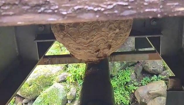 제주 한라산서 40대 말벌 쏘여…말벌집 제거 완료
