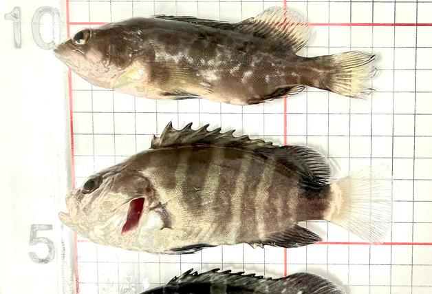 제주 연안에 붉바리·능성어·자바리 종자 2만여 마리 방류
