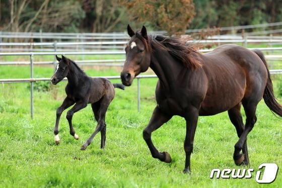 세계 챔피언 경주마 '닉스고'의 자마, 경매서 9800만원에 낙찰