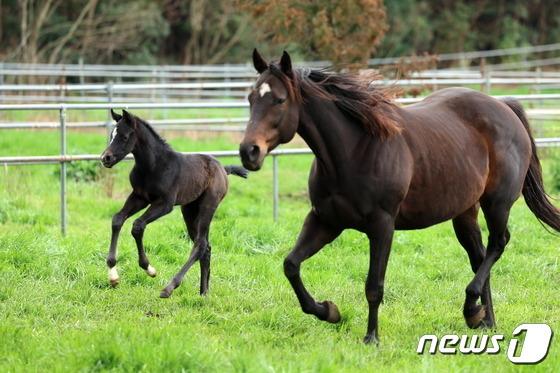 세계 챔피언 경주마 '닉스고'의 자마, 경매서 9800만원에 낙찰