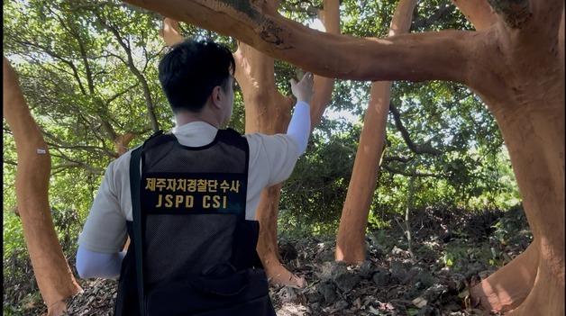 "'무단 박피 피해' 제주 후박나무 일부 결국 말라 죽어"